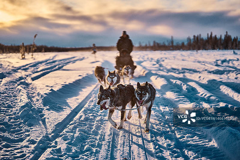 黎明时分，雪橇犬队拉着雪橇和驾驶员图片素材