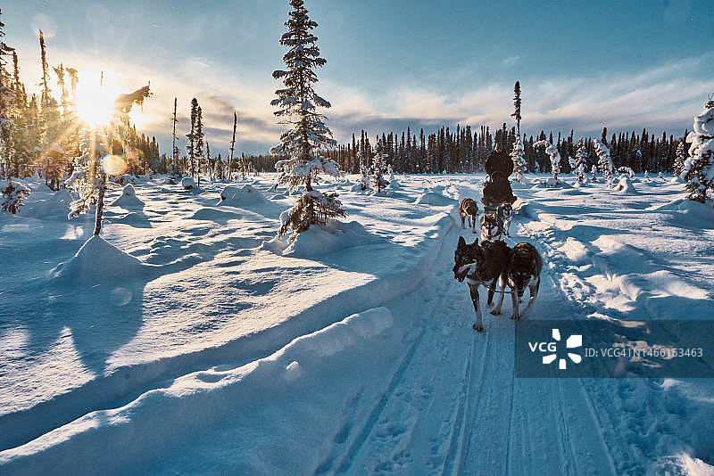 黎明时分，雪橇犬队拉着雪橇和驾驶员图片素材