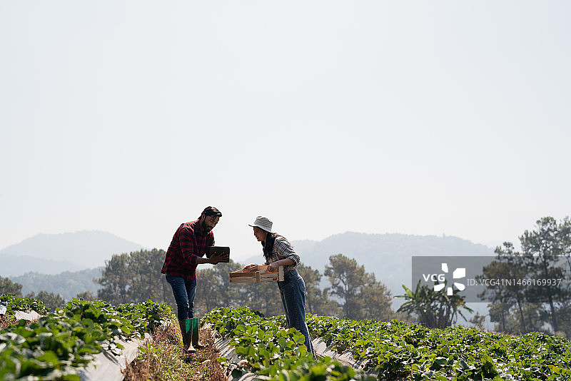 夫妇在草莓农场采摘草莓图片素材
