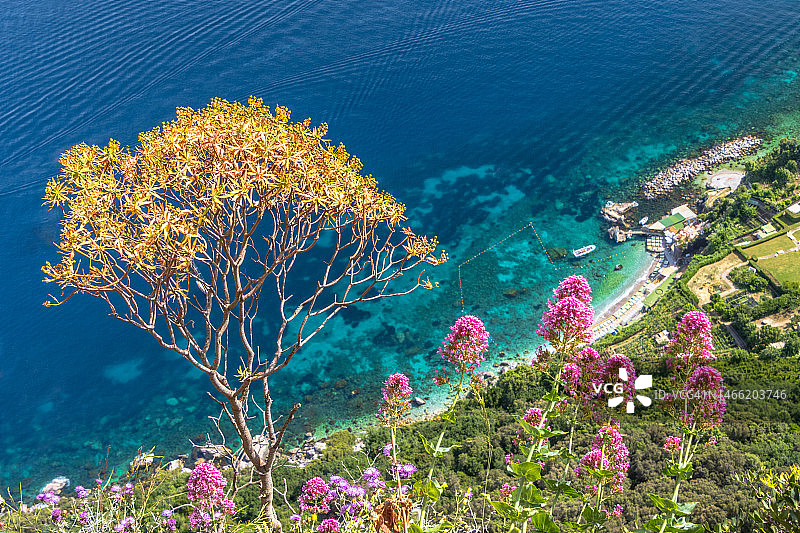 夏季花卉，意大利坎帕尼亚卡普里岛图片素材