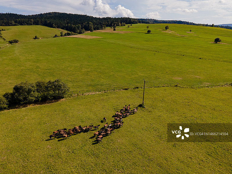 波兰尼斯基贝斯基山脉草甸上的马群（2020年）图片素材