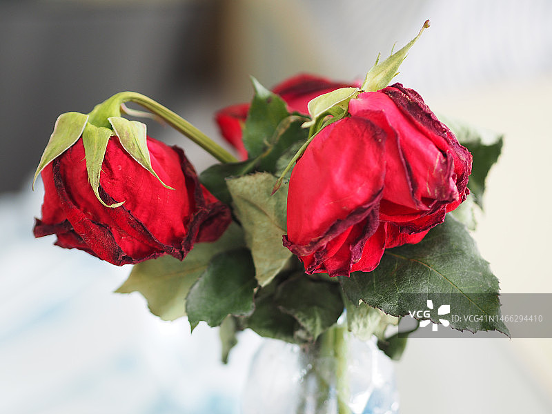 枯萎的红玫瑰图片素材