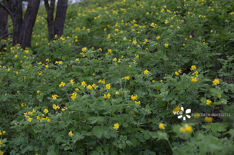盛开的白屈菜图片素材