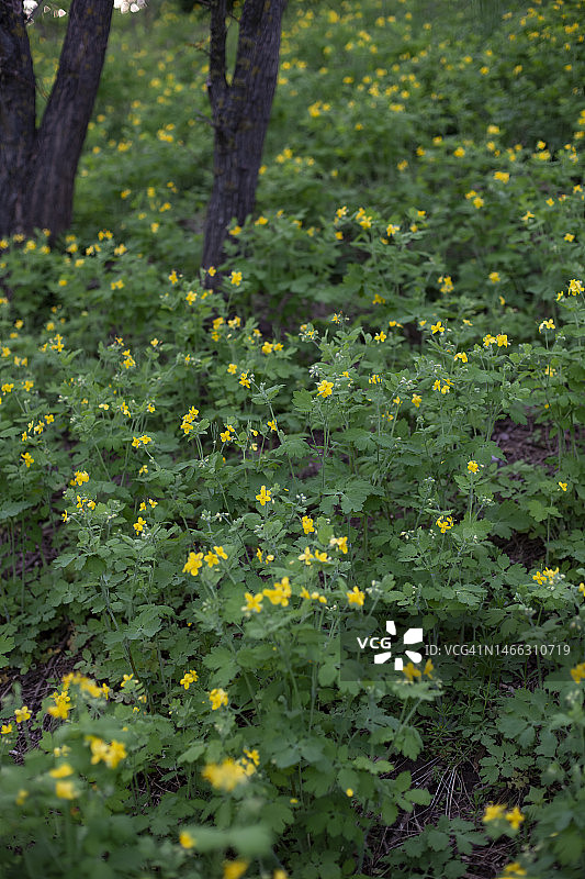 盛开的白屈菜图片素材