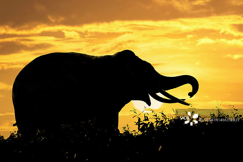 泰国考艾国家公园日落时分的剪影大象图片素材