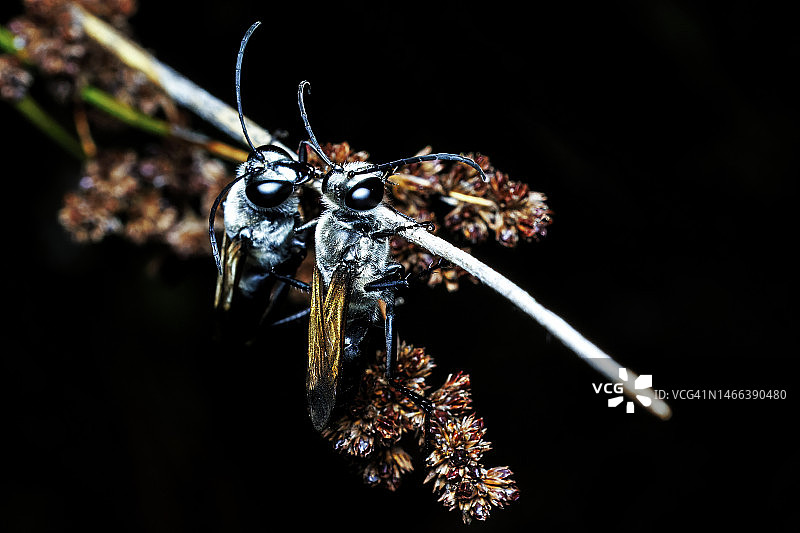 两只黑色掘土黄蜂图片素材
