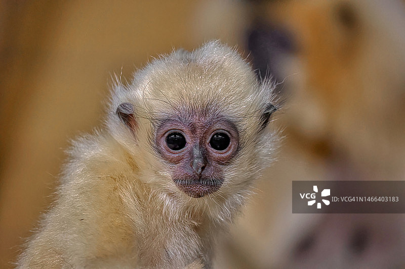 金叶猴的特写肖像，捷克共和国图片素材