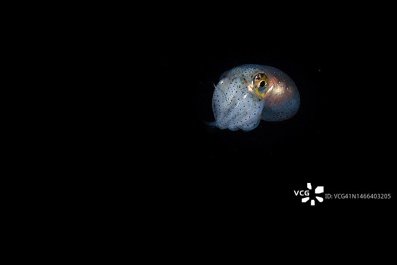 菲律宾阿尼洛海中游动的鱼特写图片素材