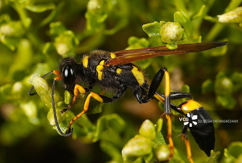 美国麦克拉伦公园的蜜蜂采花特写图片素材
