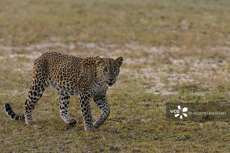 猎豹行走在斯里兰卡维尔帕图国家公园的田野上图片素材