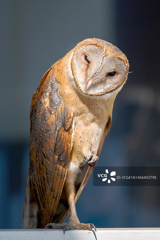 栖息在木头上的谷仓猫头鹰特写，德里，印度图片素材