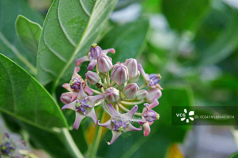 泰国沙缴府的紫色马利筋与露珠图片素材