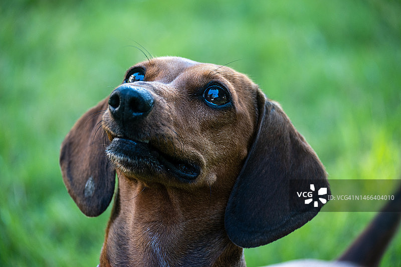 腊肠犬看向远方的特写，卡内洛内斯省，乌拉圭图片素材