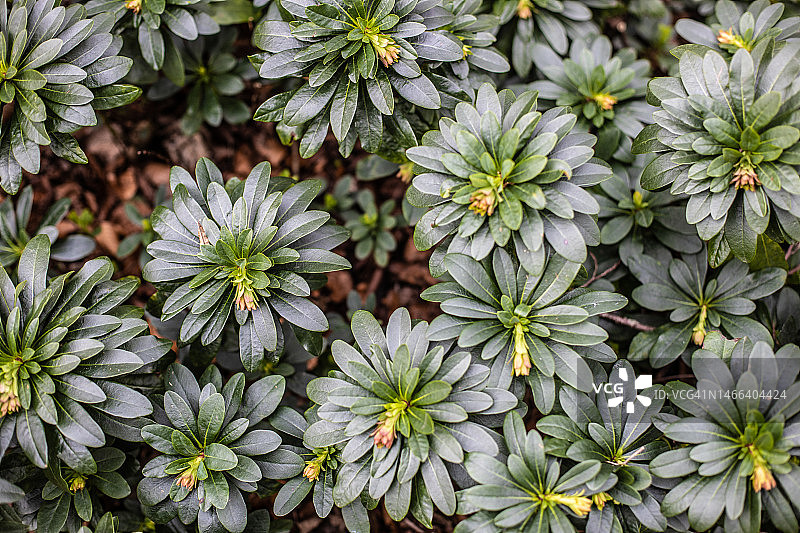 英国沃灵顿的开花植物的高角度景观图片素材