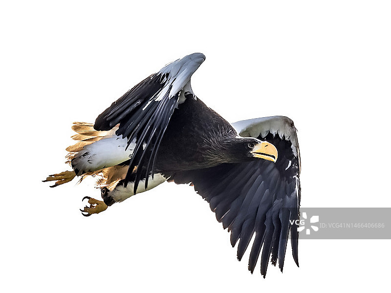 飞行中的虎头海雕，英国勒灵斯通图片素材