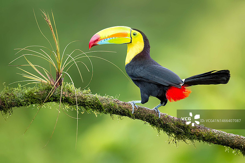巨嘴鸟栖息在树枝上的特写，哥斯达黎加图片素材