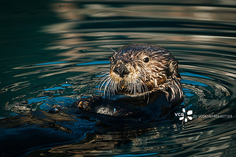 海中游泳的海豹特写，美国阿拉斯加州苏厄德图片素材
