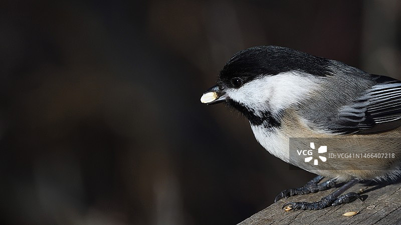 加拿大山雀栖息在木头上特写图片素材
