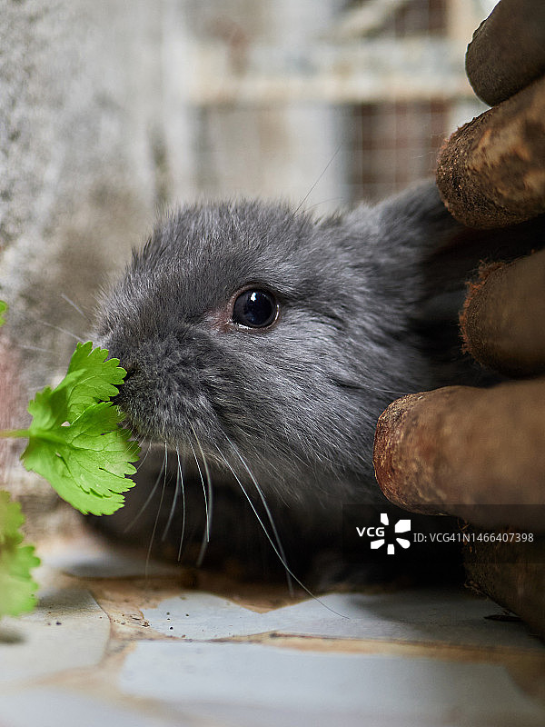 好奇的灰色小兔子看着镜头图片素材