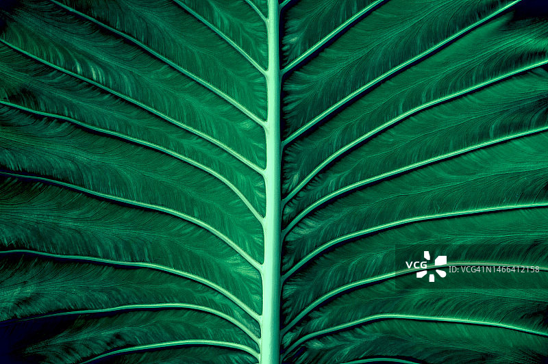 深色背景上的热带树叶图片素材