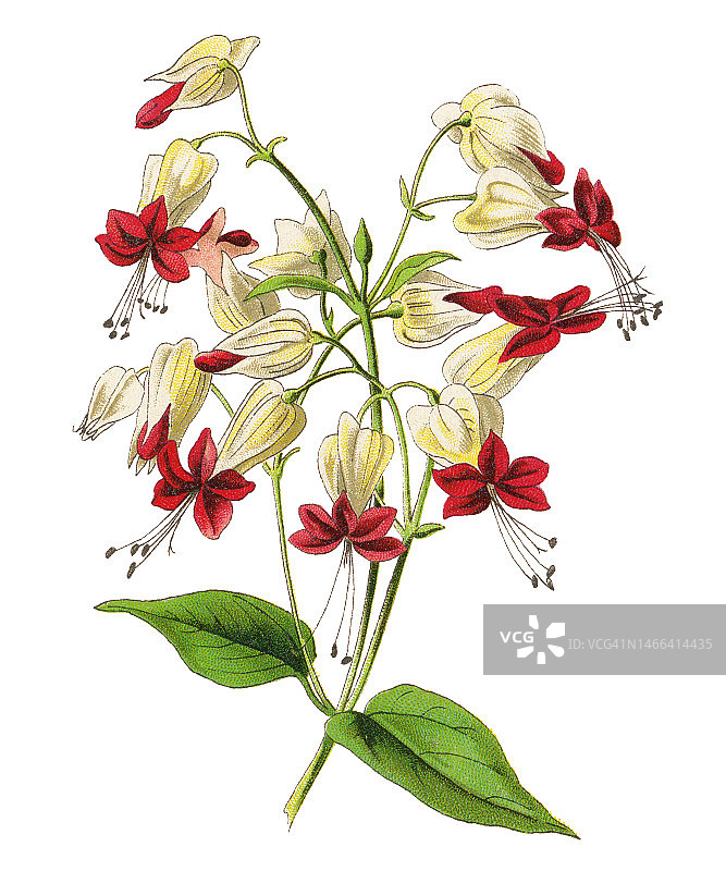 老式彩色石印植物插图：龙吐珠图片素材