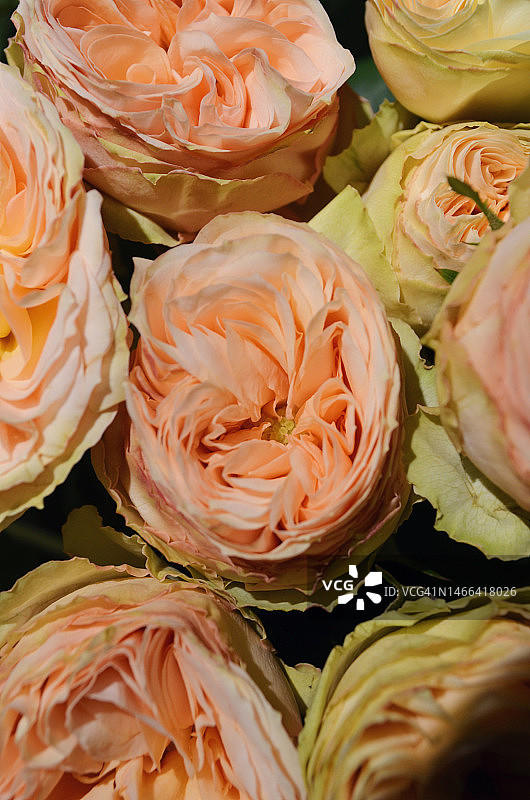 乌克兰玫瑰花特写图片素材