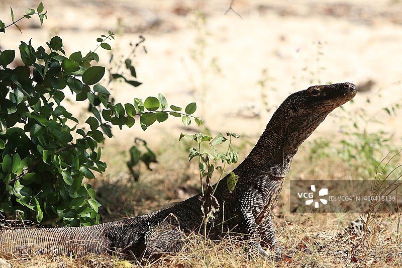 印度尼西亚苏拉威西岛，田野上的巨蜥特写图片素材