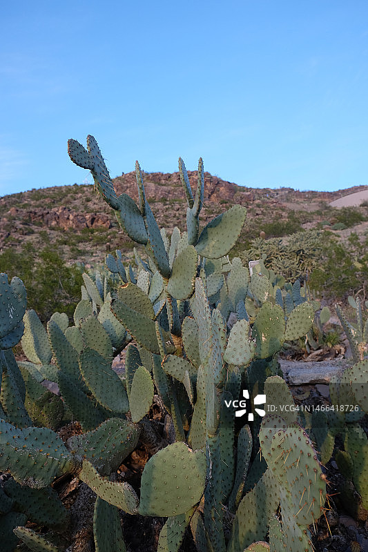 亚利桑那州比尤特山的仙人掌图片素材
