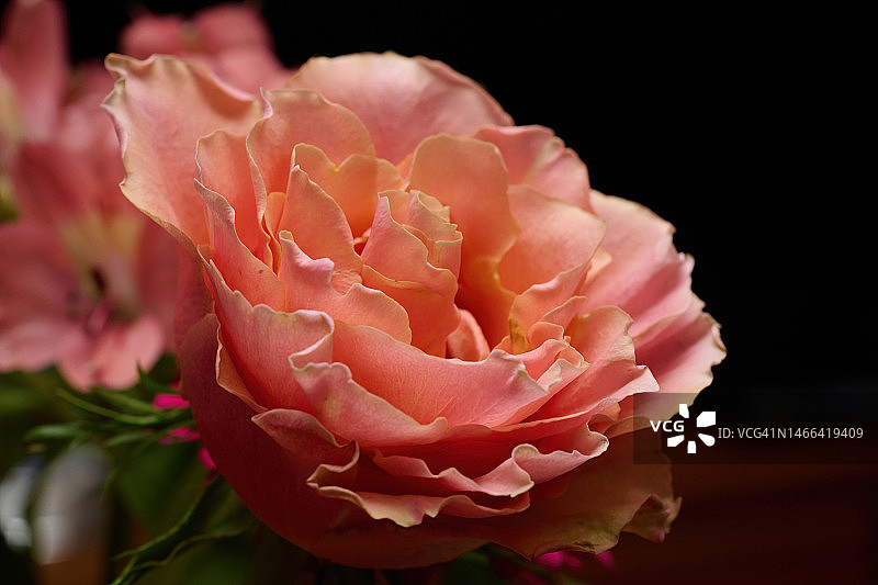 粉色玫瑰特写，维罗纳，意大利图片素材