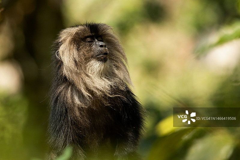 猴子看向远方特写，印度尼西亚图片素材