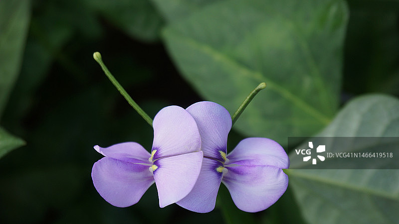 紫色花卉植物特写，越南同奈图片素材
