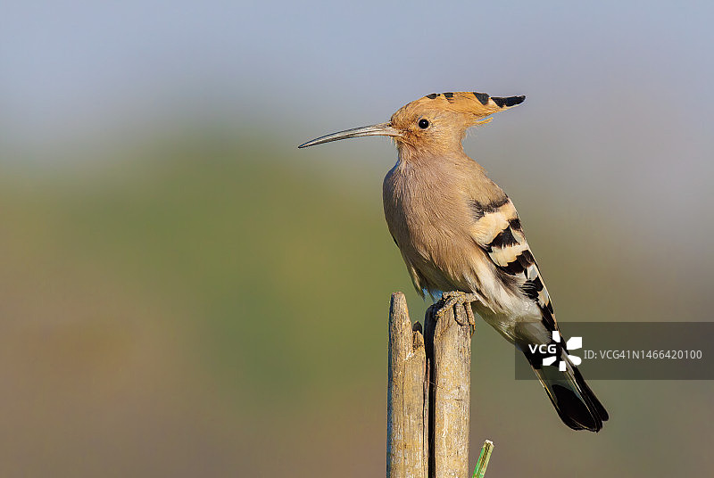 印度兰契栖息在木桩上的戴胜特写图片素材