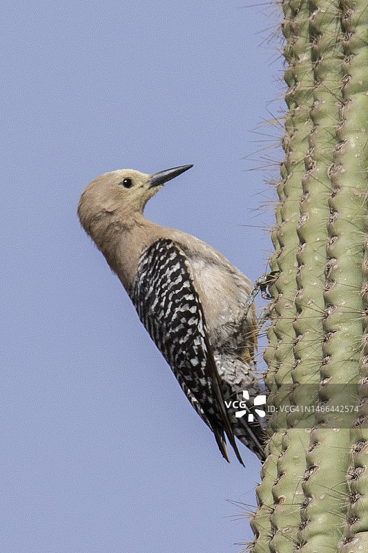雌性姬拉啄木鸟栖息在巨人柱仙人掌上图片素材