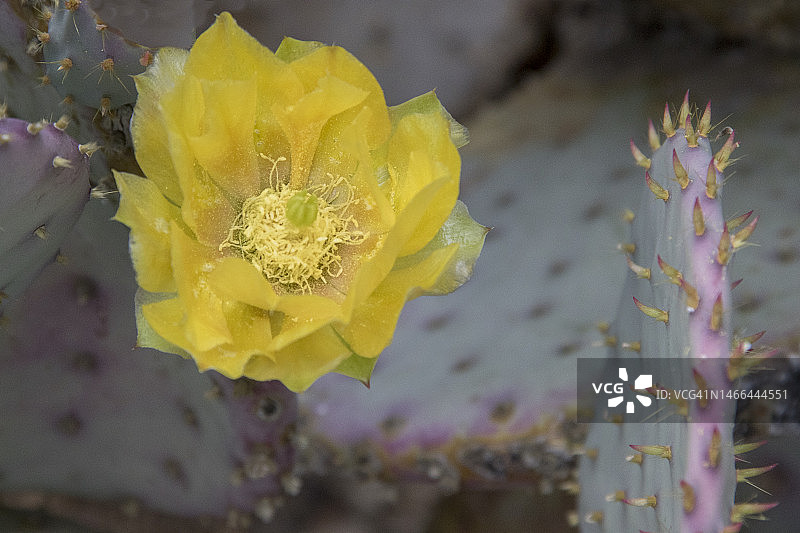 紫色仙人掌花图片素材