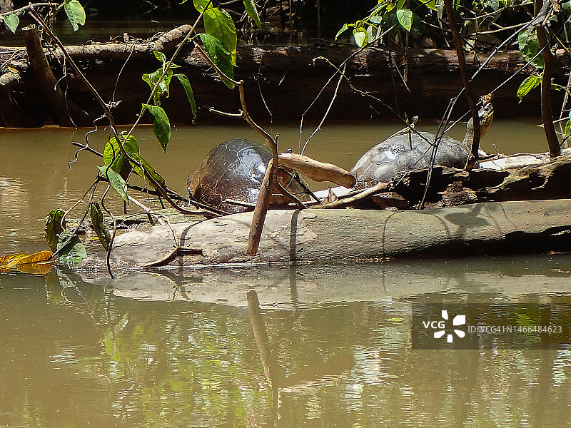 黑色木制海龟，哥斯达黎加托尔图格罗图片素材