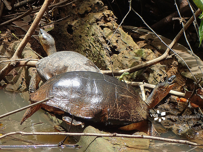 两只黑颈木龟和一只绿罗勒蜥蜴，托尔图格罗，哥斯达黎加图片素材