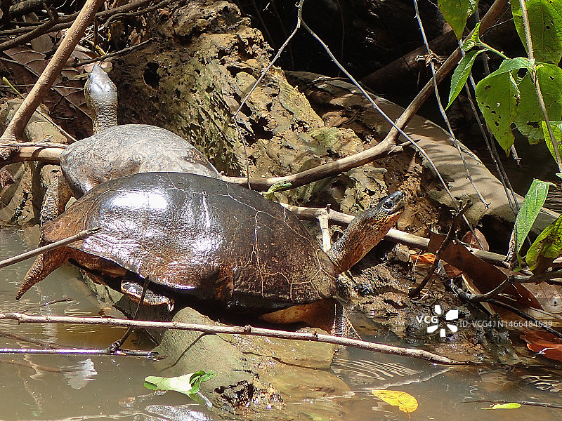 黑木龟与蛇怪图片素材