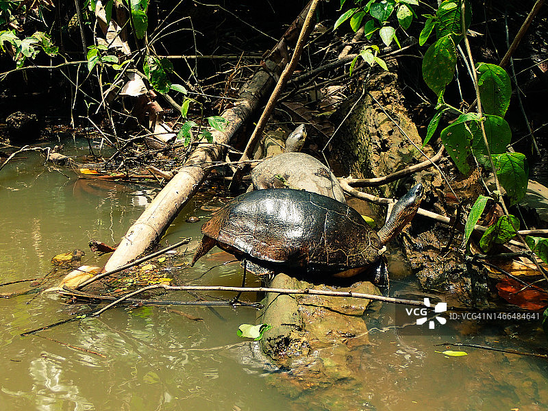 黑色木制海龟，哥斯达黎加托尔图格罗图片素材