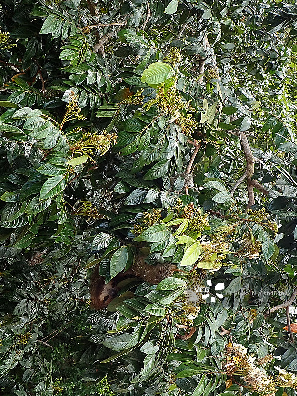 躲在灌木丛中的棕喉树懒，地点：哥斯达黎加图片素材