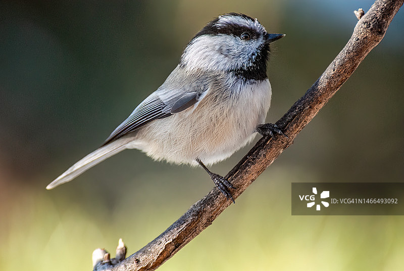 栖息在树枝上的高山山雀图片素材