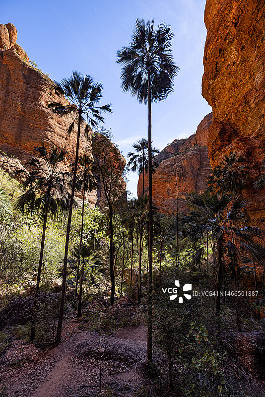 珀奴鲁鲁国家公园迷你棕榈峡谷图片素材