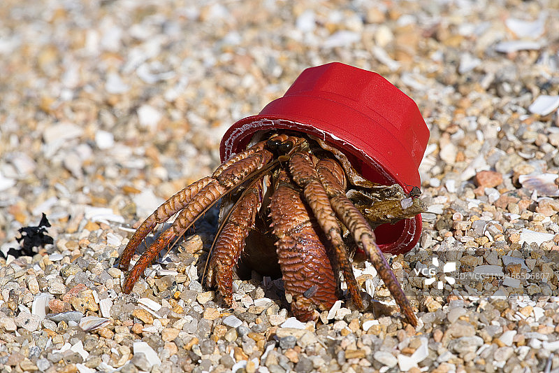 红色咖啡胶囊里的寄居蟹图片素材