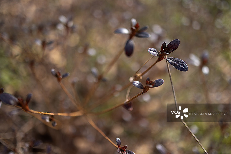 冬季紫叶灌木图片素材