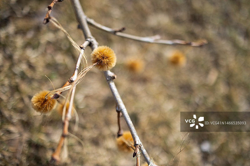 落满悬铃木种球的树枝图片素材