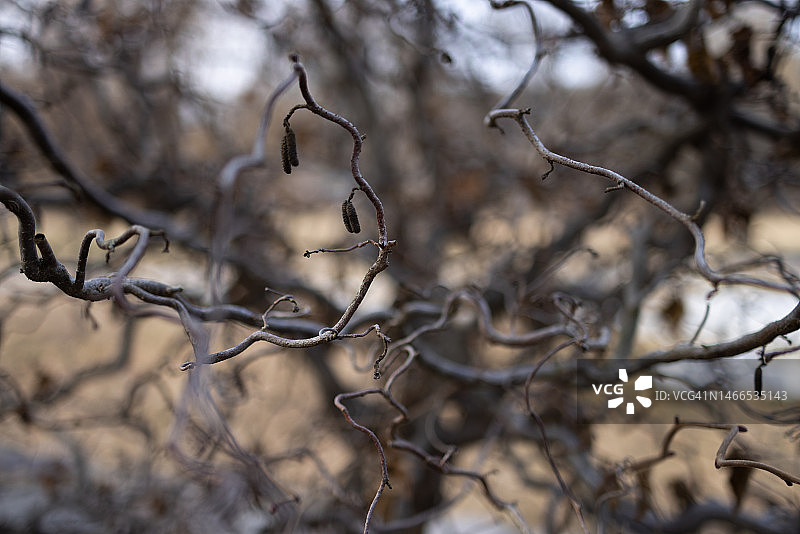 冬季光秃秃的卷曲树枝图片素材