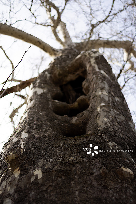 巨树上的巨大空洞景观图片素材