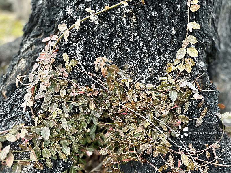 缠绕老树的藤蔓图片素材