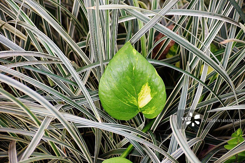 花园中的莎草和金钱植物组合：花叶芒和伞形科植物，黄金葛和天南星科植物图片素材