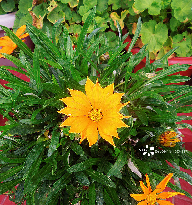 鲜艳明亮的非洲雏菊花朵图片素材