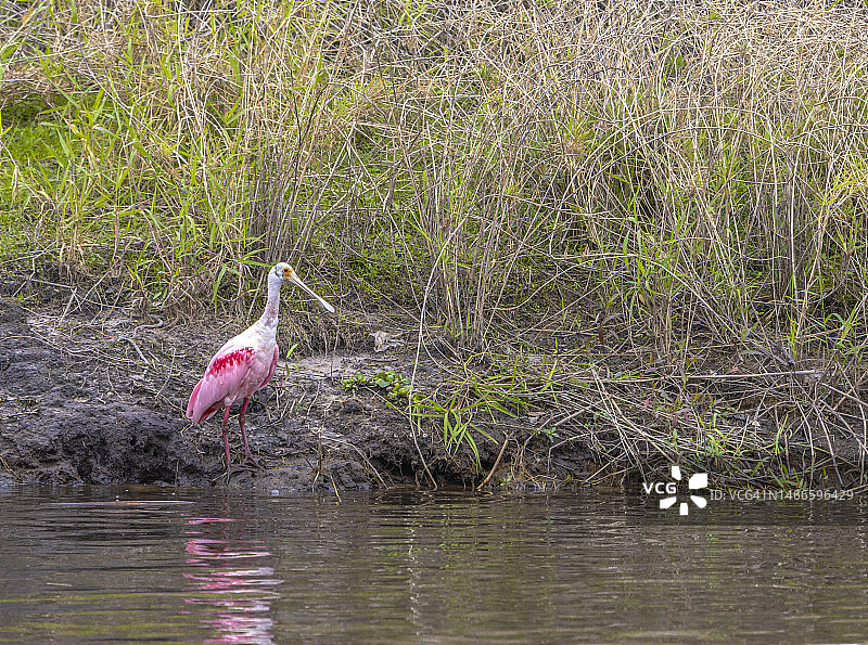 2023年1月28日，琵鹭在迈akka州立公园海岸边图片素材